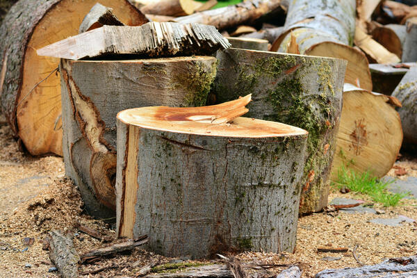 tree-trunk-2399680