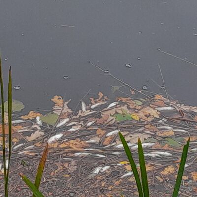 Fischsterben Regen-Rückhaltebecken Wittmund