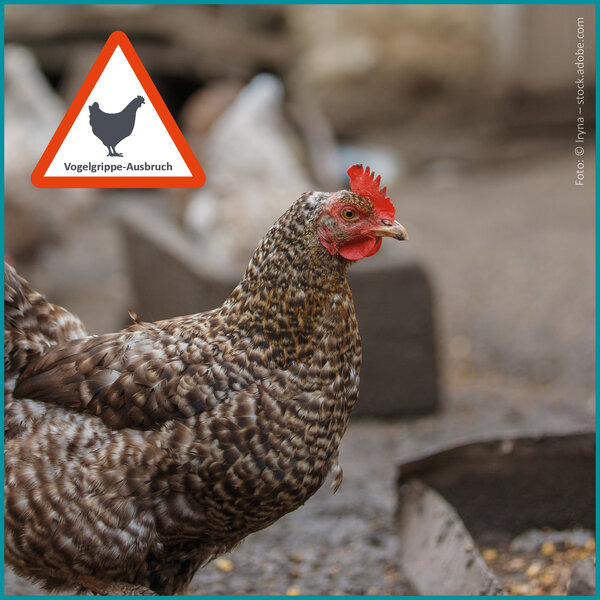 20260730_vogelgrippeausbruch im wangerland