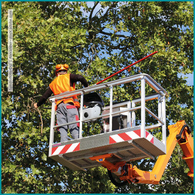 20260731_geh&ouml;lzpflegearbeiten starten im august_website