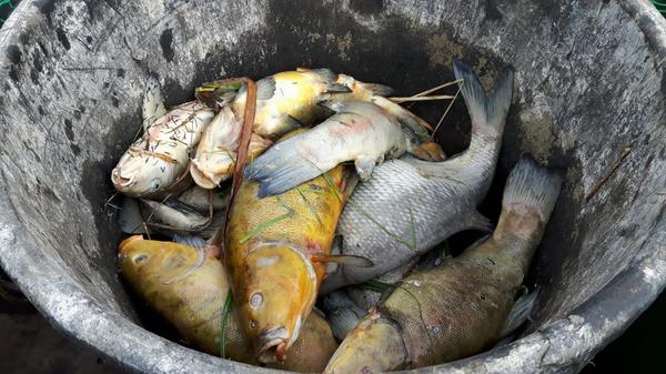 PM 62/19 Fischsterben Dunum